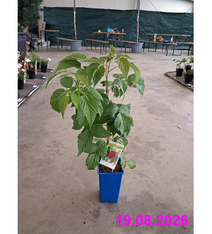 Rubus idaeus 'Malling Happy'® RP 1,6 L